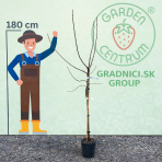 Gaštan jedlý (Castanea Sativa) ´BOUCHE DE BETIZAC´ - výška 120-150 cm, obvod kmeňa 4/6 cm, kont. C6L 